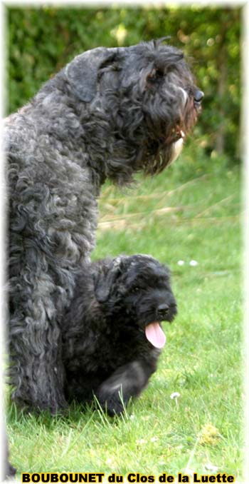 bouvier des flandres du clos de la luette SITE WEB ELEVAGE DU CLOS DE LA LUETTE SPECIALISE POUR LE BOUVIER DES FLANDRES &copy;